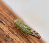 Arytaina genistae